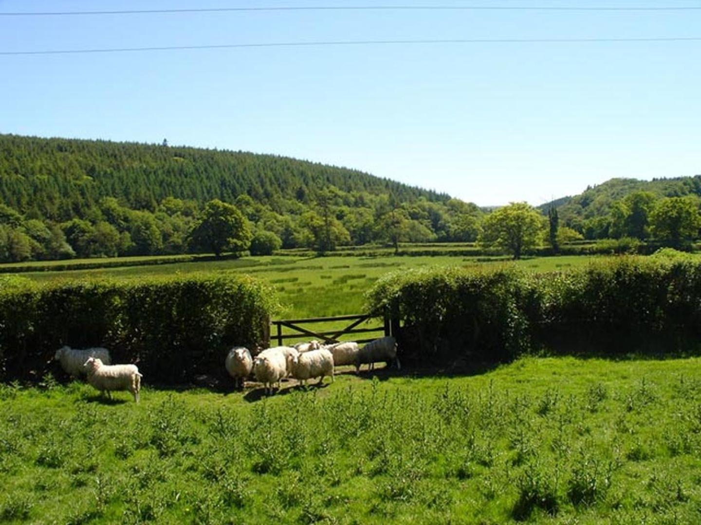 Lew Quarry Cottage Lewdown Экстерьер фото